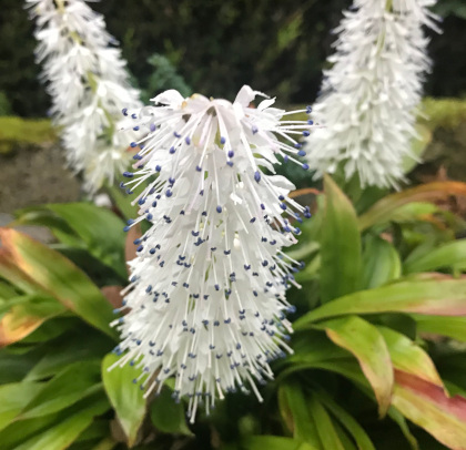 Ypsilandra thibetica